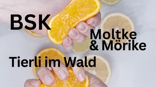 2025-02-15 - BSK | Moltke & Mörike | Tierli im Wald